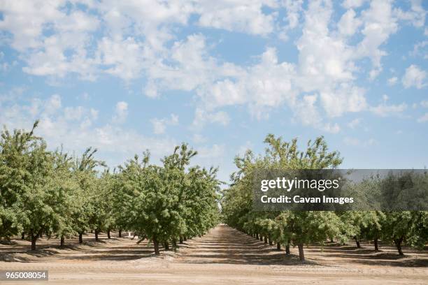 row of almond trees growing on field against cloudy sky - almond orchard stock pictures, royalty-free photos & images