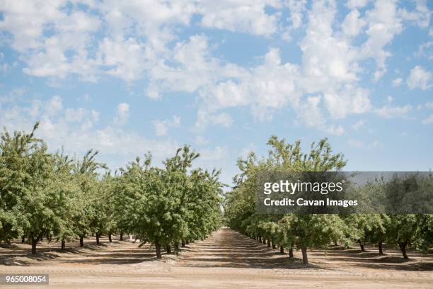row of almond trees growing on field against cloudy sky - fruktträdgård bildbanksfoton och bilder