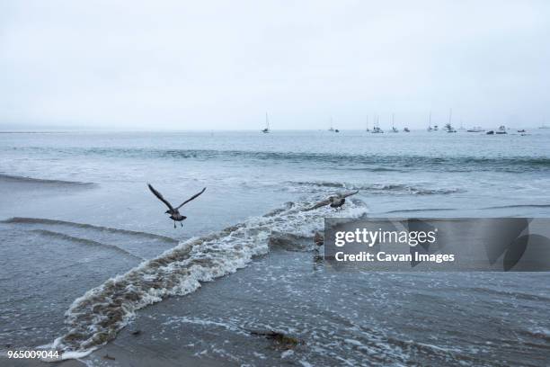 birds flying over sea against clear sky - capitola stock pictures, royalty-free photos & images