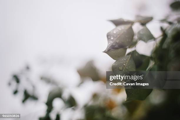 low angle close-up of wet plant against sky - sky plant stock pictures, royalty-free photos & images