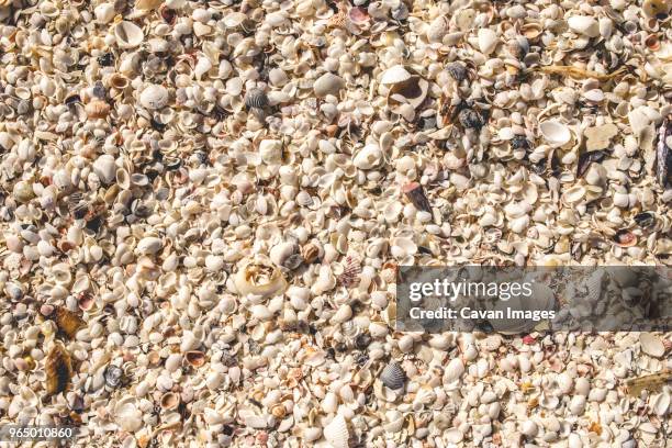 high angle view of seashells at beach - marco island stock-fotos und bilder