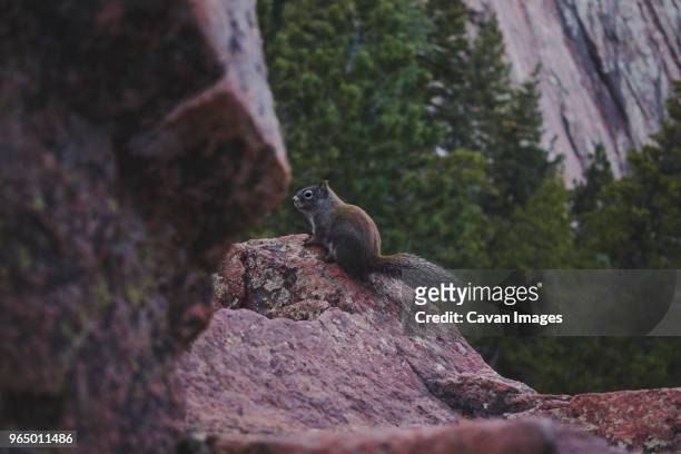 close-up of squirrel on rock - boulder rock stock-fotos und bilder
