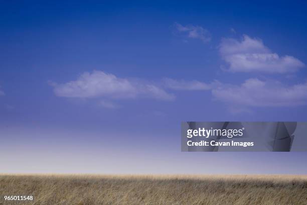 scenic view of field against sky at serengeti national park - arusha national park stock pictures, royalty-free photos & images