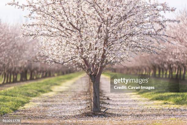 almond trees at farm - almond blossom stockfoto's en -beelden