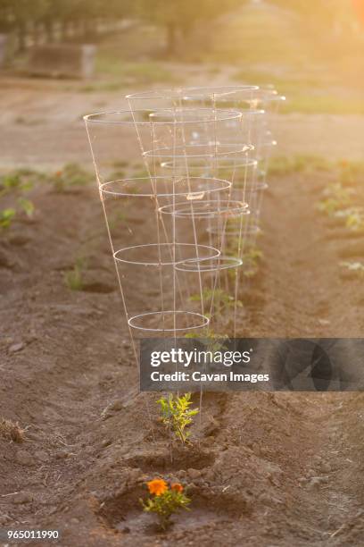 Sapling Support Saplings Rows Photos and Premium High Res Pictures - Getty Images