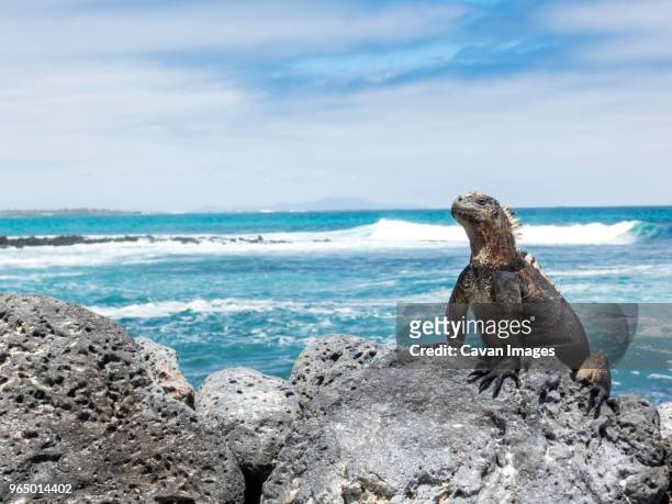 marine iguana on rock at beach against sky - ecuador fotografías e imágenes de stock