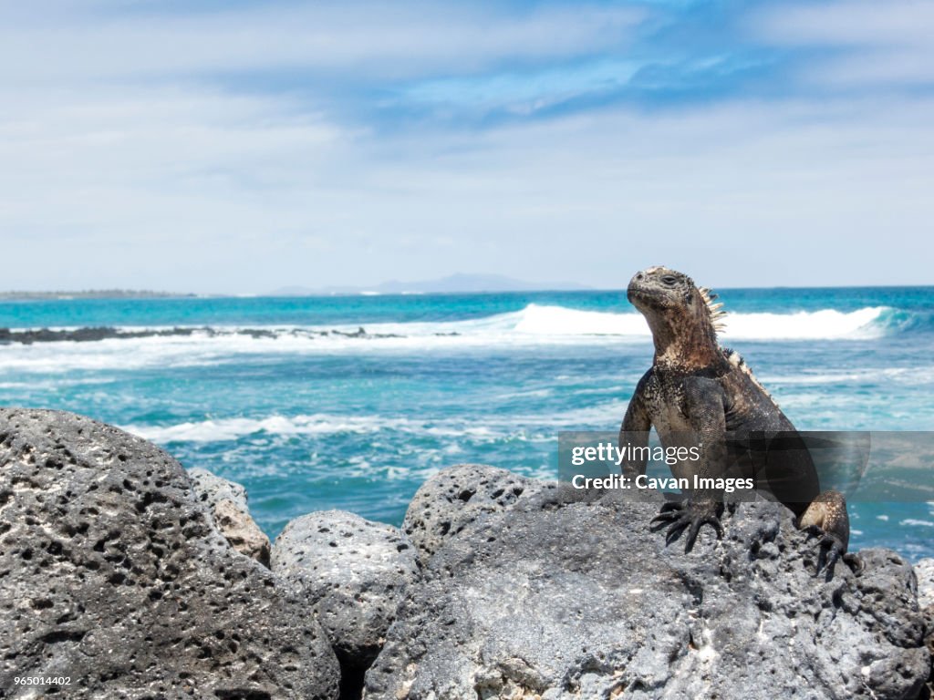 Marine iguana on rock at beach against sky