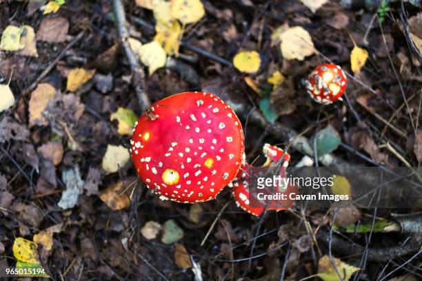 overhead view of mushroom growing on field - field mushroom stock pictures, royalty-free photos & images