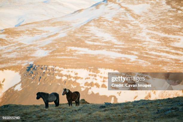 horses standing on field against mountains during winter - akranes bildbanksfoton och bilder