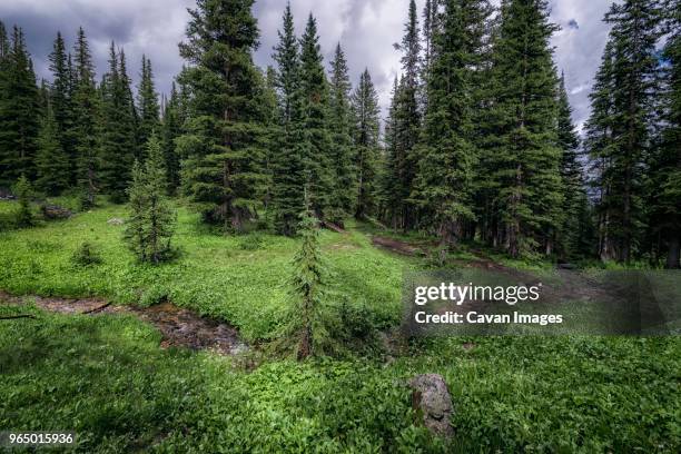 trees growing on field at white river national forest - white river national forest stock-fotos und bilder