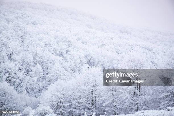 view of snow covered trees at forest - pirot stock pictures, royalty-free photos & images