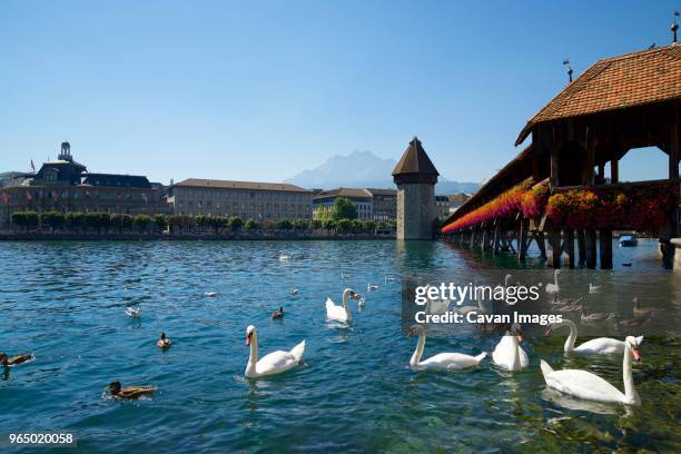 swans floating on river by chapel bridge and water tower against clear blue sky - kapellbrücke stock-fotos und bilder