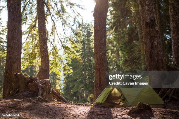 tent against trees in forest at olympic national park - olympic nationalpark stock-fotos und bilder