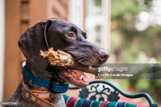 close-up of dog looking away while carrying stick in mouth - carrying in mouth stock pictures, royalty-free photos & images