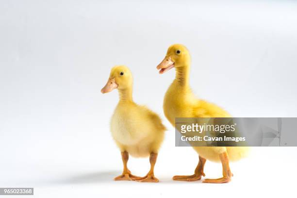 ducklings standing over white background - duckling stockfoto's en -beelden