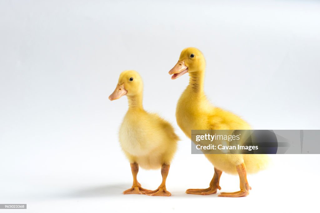 Ducklings standing over white background