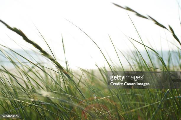 grass swaying at beach against clear sky - swaying stock pictures, royalty-free photos & images