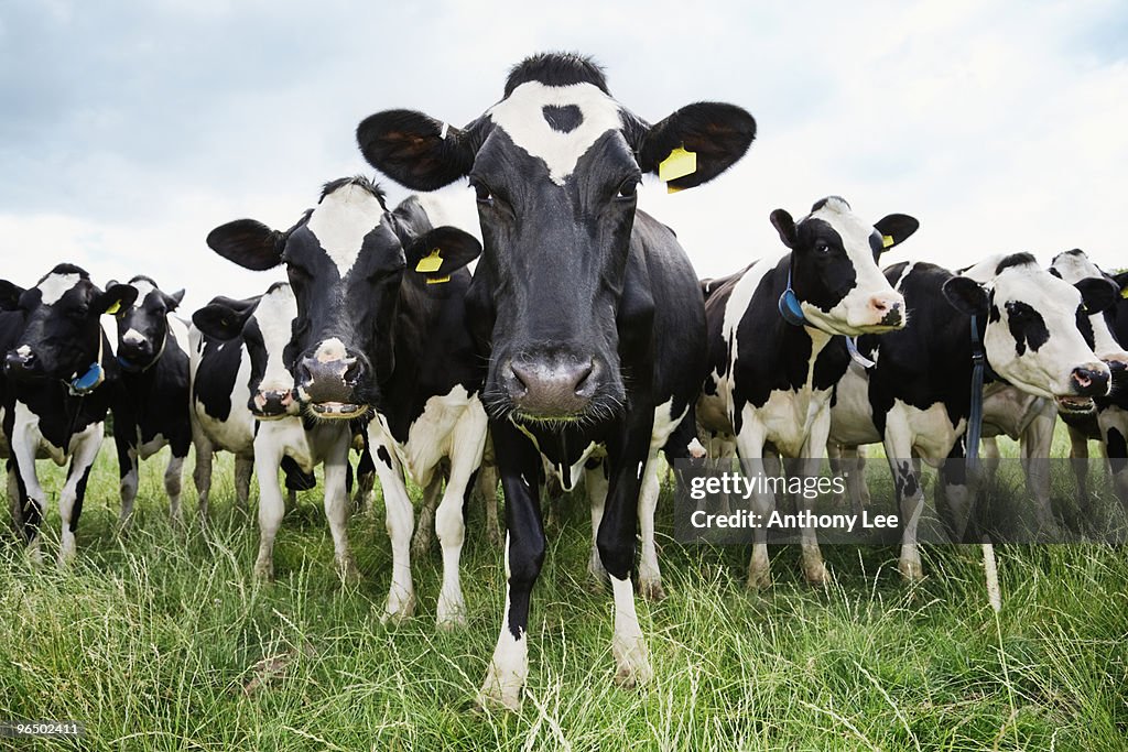 Cows standing in a row looking at camera