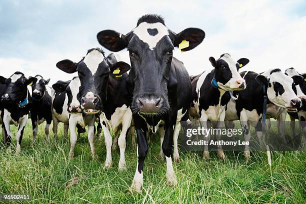 cows standing in a row looking at camera - cattle herd stock pictures, royalty-free photos & images