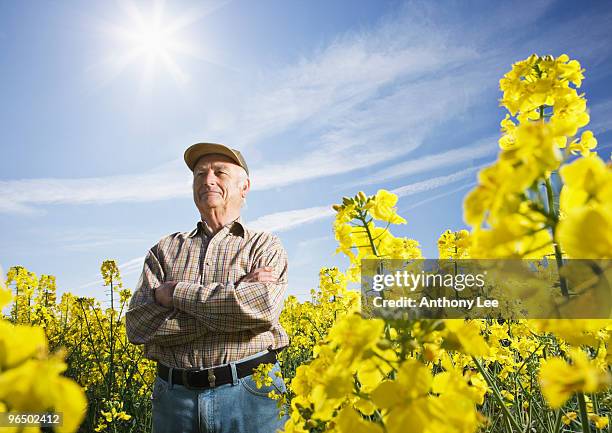 farmer standing in field of flowers - canola stock pictures, royalty-free photos & images