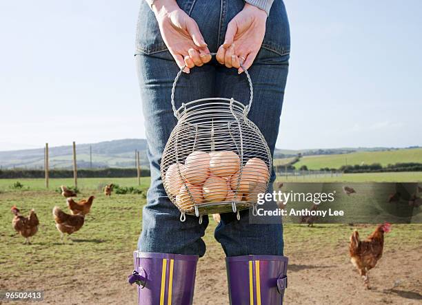 farmer holding basket of eggs near chickens - free range chicken egg stock pictures, royalty-free photos & images