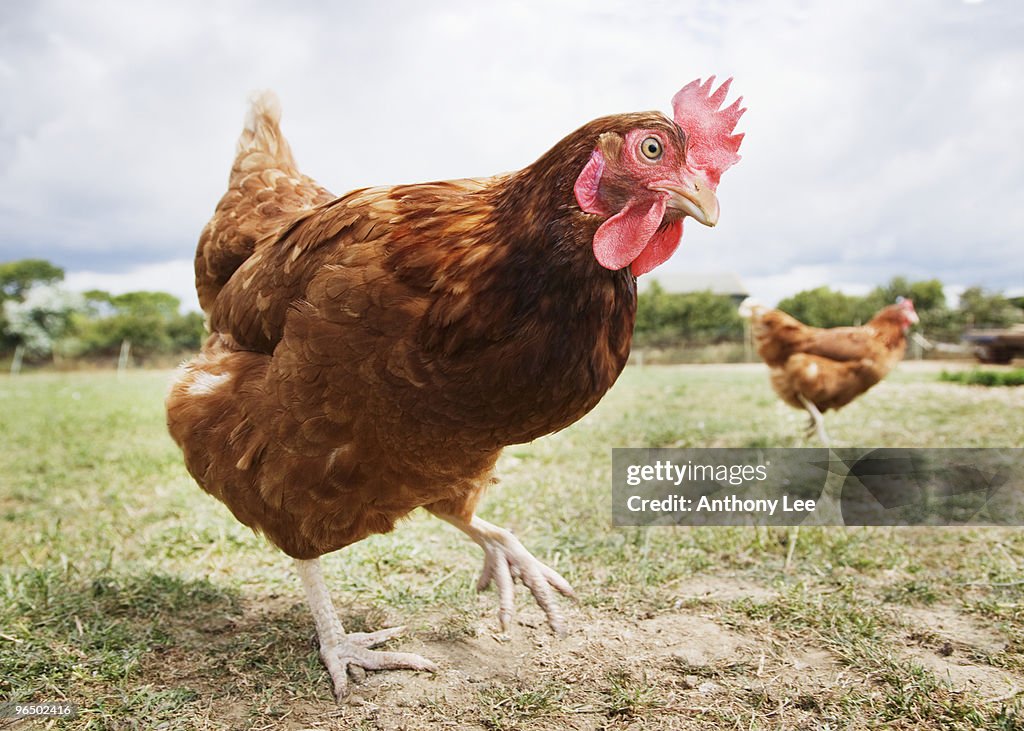 Close up of chicken in field