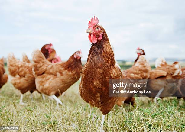 chickens standing in field - ave de corral fotografías e imágenes de stock