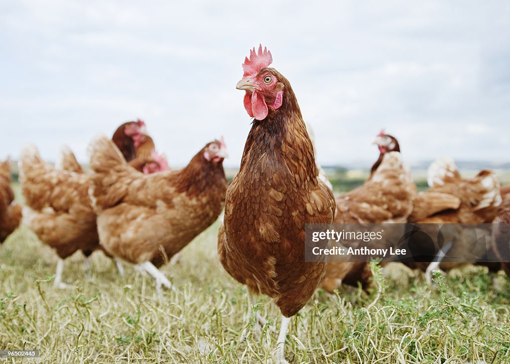 Chickens standing in field