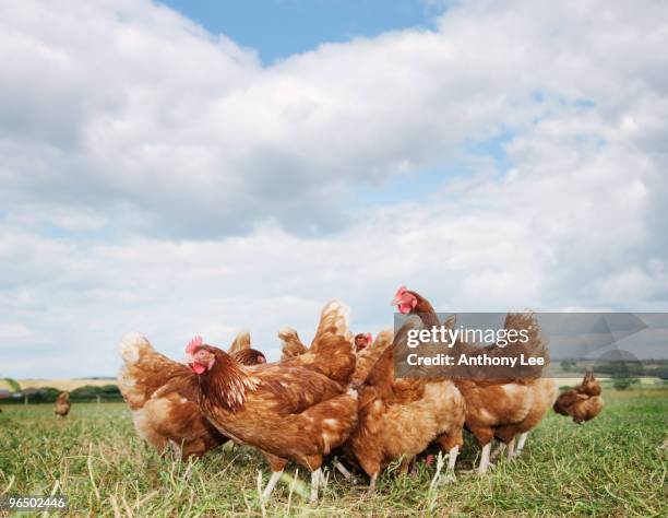 chickens standing in field - élevage-en-plein-air photos et images de collection