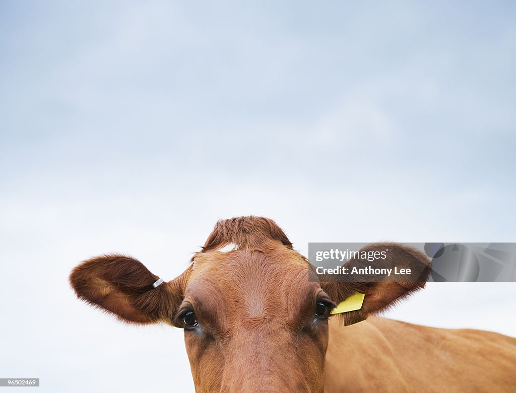 Cow looking at camera