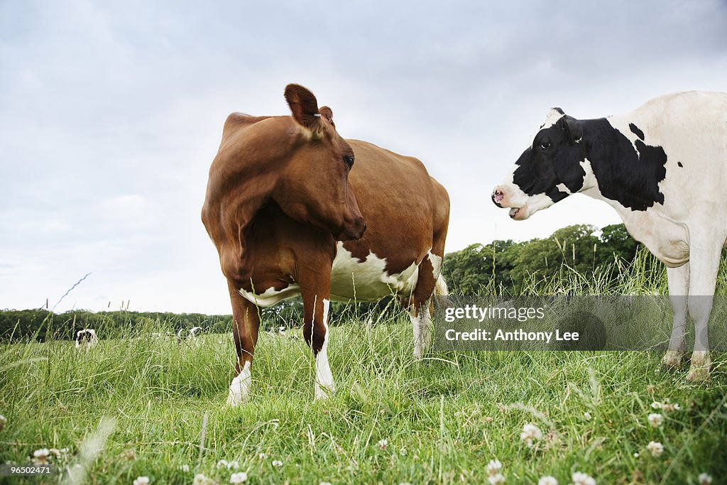 Cows standing face to face in meadow