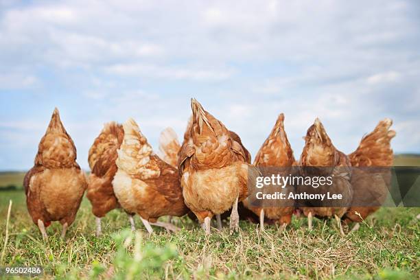 rear view of chickens in field - free range chicken stock-fotos und bilder