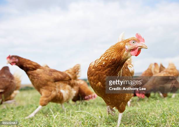 chickens running in field - chicken bird ストックフォトと画像