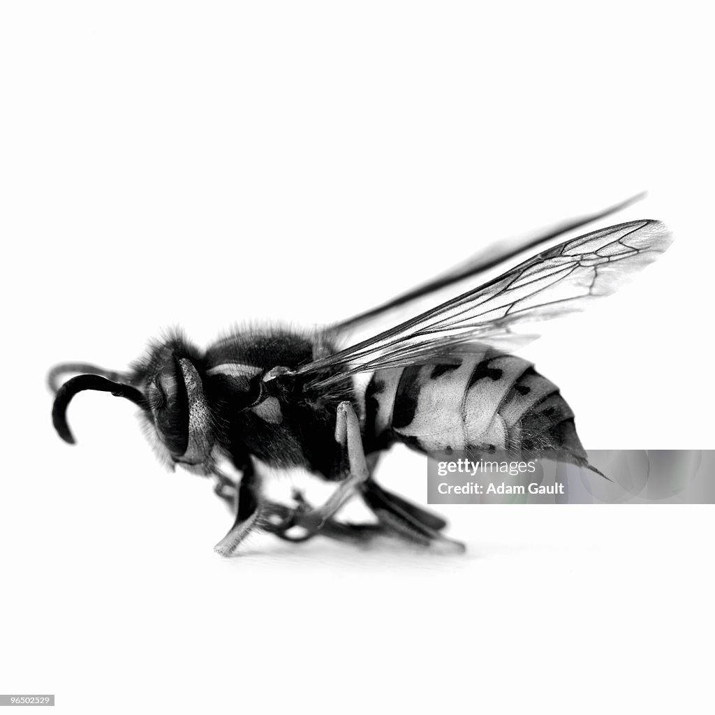 Close up of black and white wasp