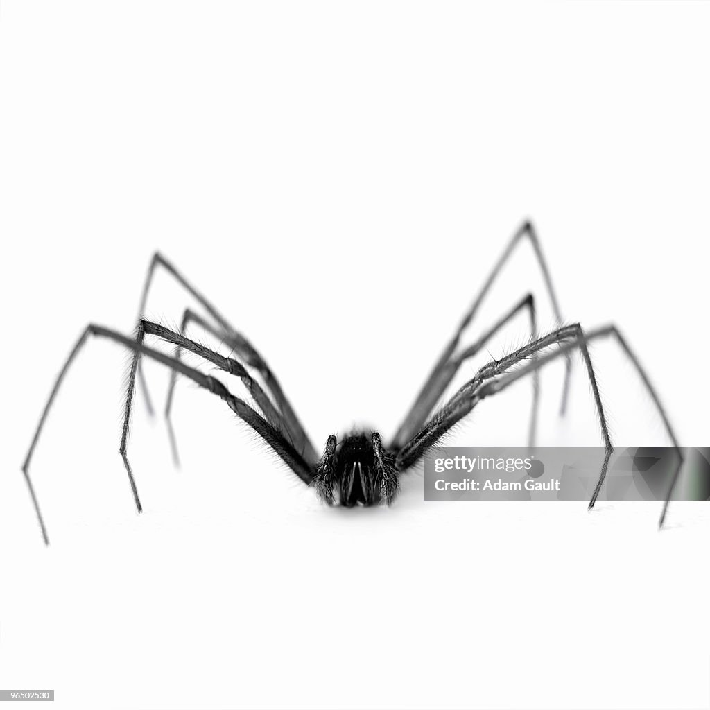 Close up of black and white spider