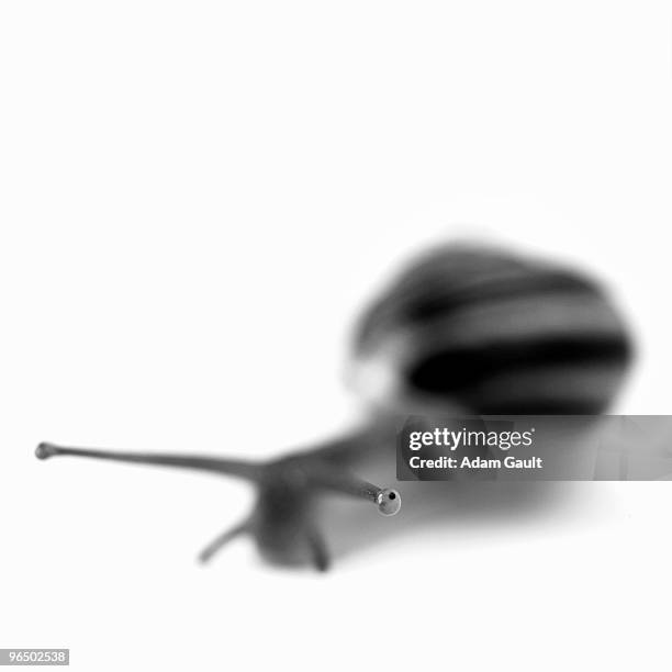close up of black and white snail - muschel close up studioaufnahme stock-fotos und bilder
