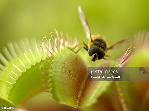 655点のハエトリソウのストックフォト Getty Images 655点のハエトリソウのストックフォト Getty Images