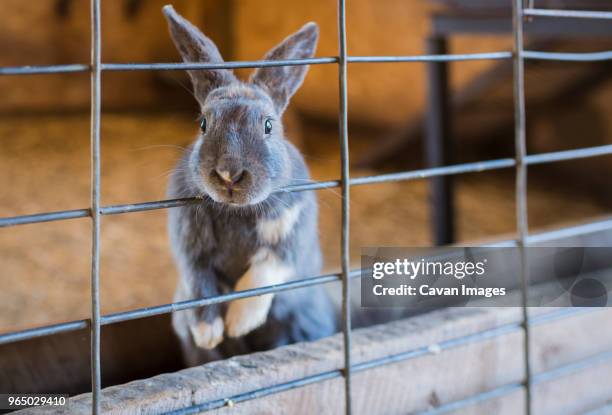 portrait of rabbit in cage - cage stock pictures, royalty-free photos & images