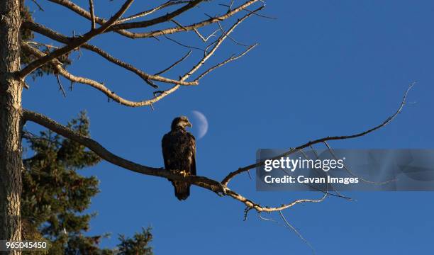 low angle view of eagle perching on branch against sky - sechelt stock pictures, royalty-free photos & images