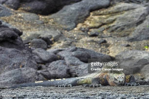 marine iguana sleeping on rock - vulnerable species stock pictures, royalty-free photos & images