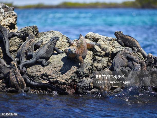 marine iguanas on rock - vulnerable species stock pictures, royalty-free photos & images