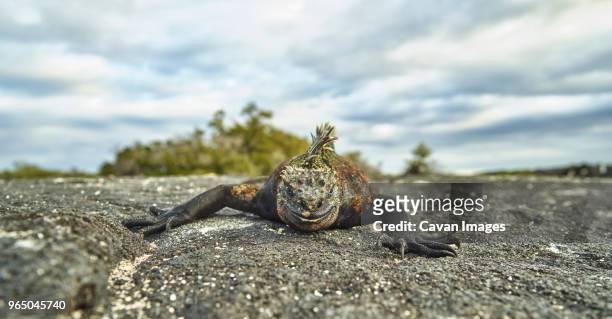 portrait of marine iguana crawling on rock against cloudy sky - vulnerable species stock pictures, royalty-free photos & images