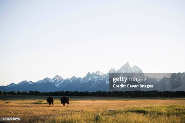 rear view of american bisons grazing on grassy field at grand teton national park against mountains - national bison gebirge stock-fotos und bilder