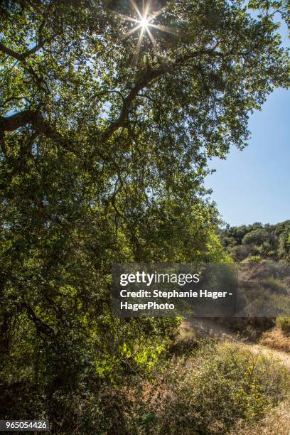 trees in marshall canyon trail in los angeles county, california - 2016 243 stock pictures, royalty-free photos & images