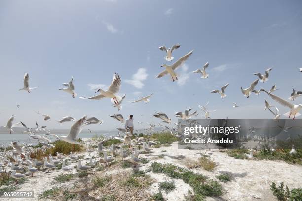 Seagulls come out in droves to a nameless islet located in the middle of Dukan Dam for spawning period in Sulaymaniyah, Iraq on May 30, 2018. The...
