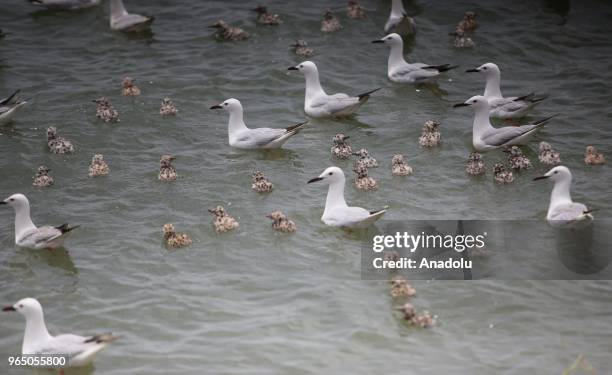 Seagulls come out in droves to a nameless islet located in the middle of Dukan Dam for spawning period in Sulaymaniyah, Iraq on May 30, 2018. The...