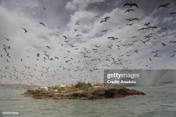 Seagulls come out in droves to a nameless islet located in the middle of Dukan Dam for spawning period in Sulaymaniyah, Iraq on May 30, 2018. The...