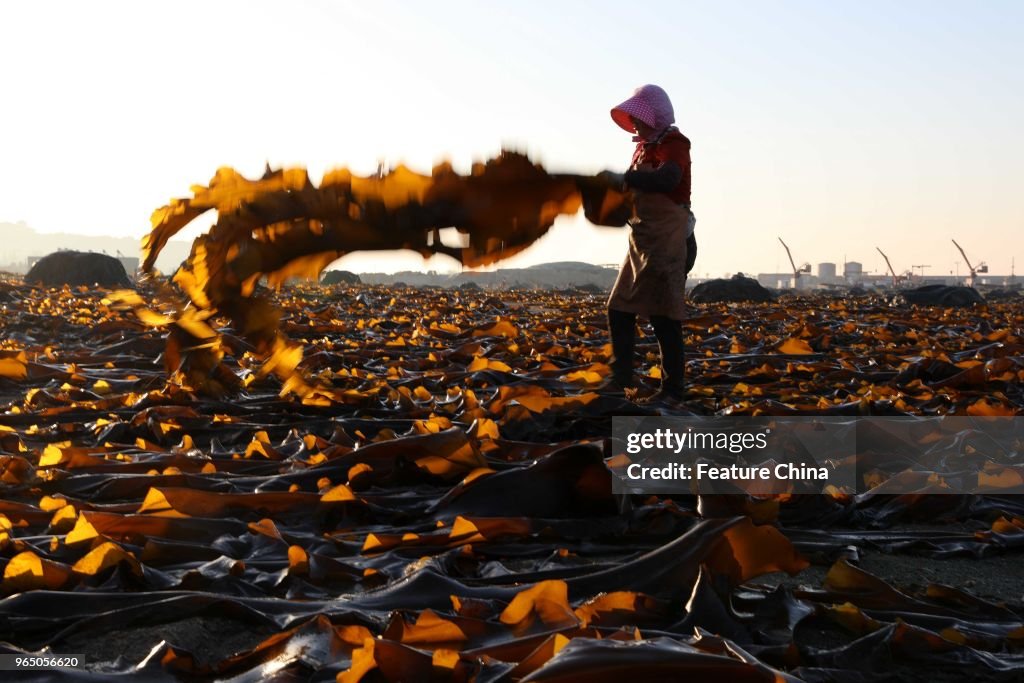 Kelp Production In China