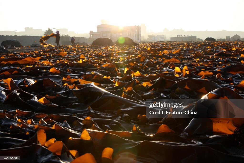 Kelp Production In China