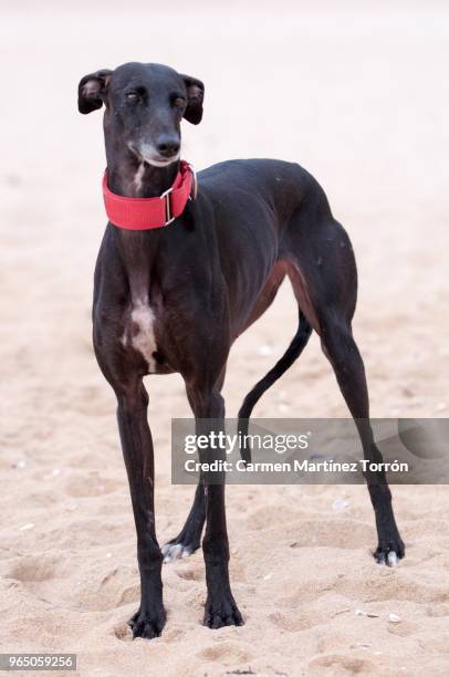 portrait of a greyhound dog in beach. - greyhounds imagens e fotografias de stock